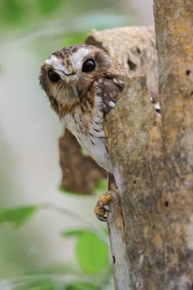 Bare-legged Owl (Gymnoglaux lawrencii) perched on a branch in Cuba