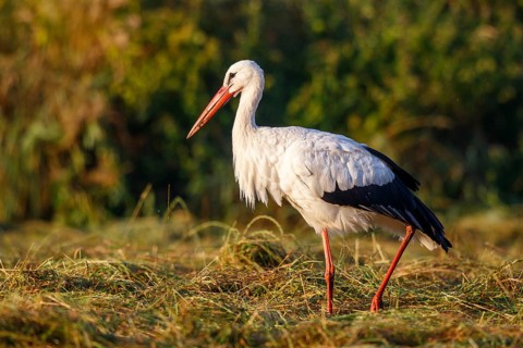 White Stork (Ciconia ciconia) foraging, North Rhine-Westphalia, Germany