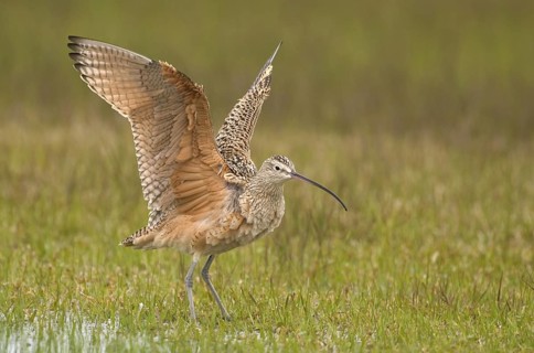 Long-billed Curlew (Numenius americanus), Texas, USA