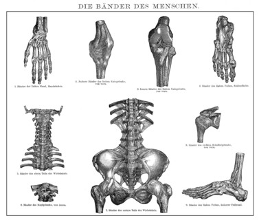 Historic illustration, 19th century, human ligaments, Bänder oder Ligamente des Menschen,