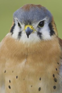 American Kestrel (Falco sparverius) male, Ontario, Canada