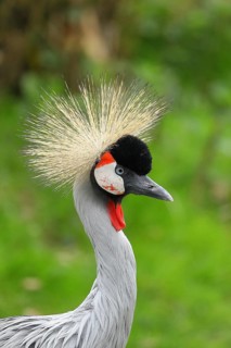Black crowned crane (Balearica pavonina), portrait, captive, Herborn-Uckersdorf Zoo, Hesse, Germany