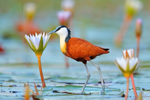 African jacana, Actophilornis africana, colorful african wader with long toes next to violet water