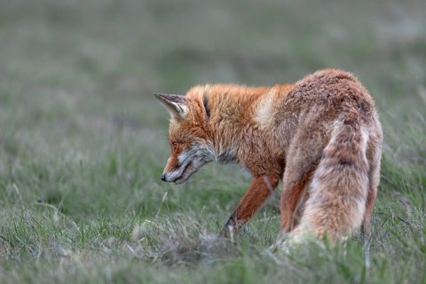 The red fox (Vulpes vulpes) takes no notice of me and continues to hunt with concentration, marked
