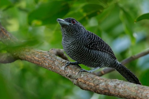 Fasciated Antshrike (Cymbilaimus lineatus) perched on a branch in the rainforest of Guyana