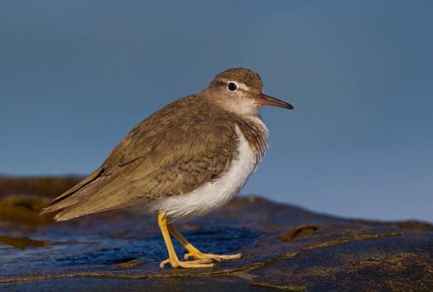 Spotted Sandpiper (Actitis macularius), California, USA