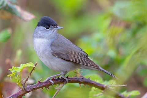 Blackcap (Sylvia atricapilla), Fauvette à tête noire, Curruca Capirotada, Branch, branch, Ormoz