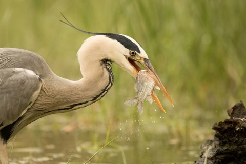Grey Heron (Ardea cinerea) with fish prey in beak, Serbia
