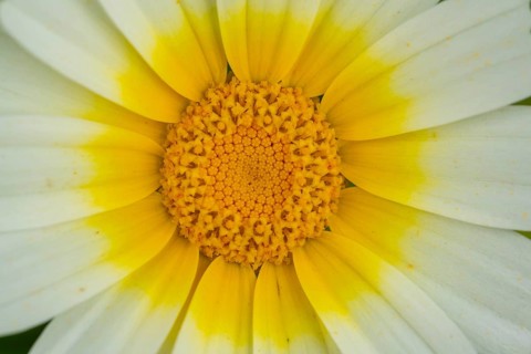Macro shot capturing the vibrant details of a crown daisy at the botanical gardens, highlighting