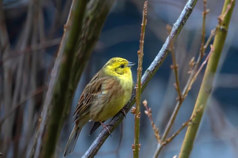 Yellowhammer (Emberiza citrinella) in woodland, Bavaria, Germany