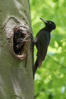 Black Woodpecker (Dryocopus martius) female at nest hole with chicks, North Rhine-Westphalia,