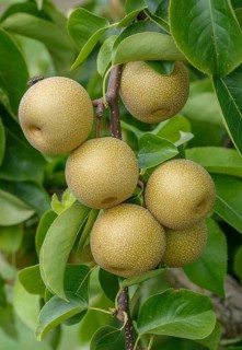 Nashi pear (Pyrus pyrifolia 'Hosui'), Bundessortenamt Prüfstelle Wurzen, Federal Republic of