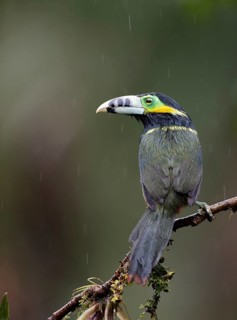 Spot-billed Toucanet (Selenidera maculirostris) male perched on a branch, Altlantic rainforest,