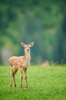 Red deer (Cervus elaphus) fawn standing on a meadow in the mountains in tirol, Kitzbühel, Wildpark