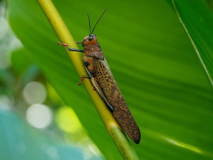 Giant locust (Tropidacris cristata)