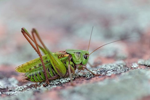 Warthog, (Decticus verrucivorus), grasshopper, long-footed grasshopper, insect, macro, animals,