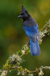 Steller's Jay (Cyanocitta stelleri) - Victoria BC, Canada