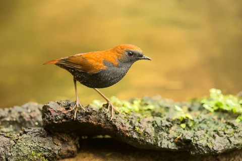 Gould's Shortwing (Heteroxenicus stellatus), Yunnan, China