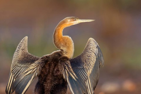 African darter (Anhinga rufa), Marakissa River Camp / Canoe tri, Marakissa, South Bank, Gambia