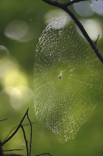 Web of a spider, May, Germany