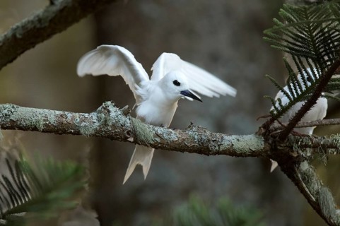 White Tern (Gygis alba candida) flapping, perched on a branch, Norfolk Island, Australia