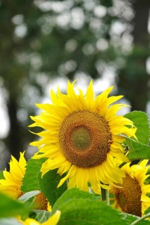 Picturesque sunflowers, July, Germany
