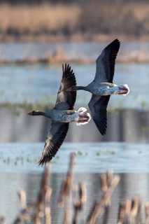 Pair of greylag geese flying together, in the Großen Rosin Moor nature reserve,