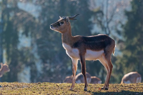 A young male blackbuck (Antilope cervicapra) stands in a green meadow during light snowfall,