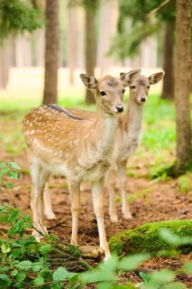 European fallow deer (Dama dama) mother with her fawn standing in a forest, Bavaria, Germany