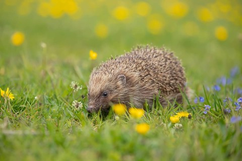 European hedgehog (Erinaceus europaeus) adult animal in a grassland meadow in spring, England,