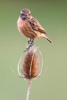 European Stonechat (Saxicola rubicola) female, Asturias, Spain