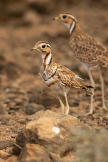 Three-banded Courser (Rhinoptilus cinctus), Kakamega Forest, Kenya