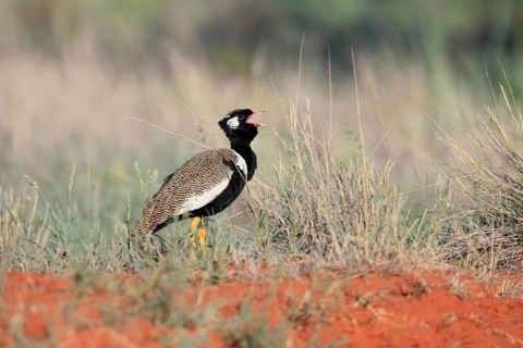 White-winged Bustard (Afrotis afraoides), adult, male, calling, courtship display, Mokala National