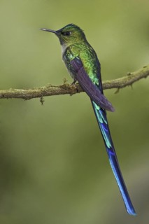 Long-tailed Sylph (Aglaiocercus kingii), Ecuador