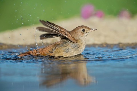 Common Nightingale (Luscinia megarhynchos) bathing in waterhole, Aosta Valley, Italy