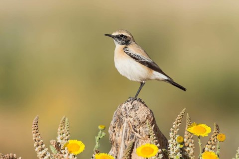 Desert Wheatear (Oenanthe deserti homochroa) Eilat, Israel