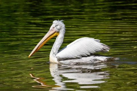 Dalmatian pelican (Pelecanus crispus) swimming on a lake, Bavaria, Germany