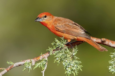 Hepatic Tanager (Piranga hepatica) male, Arizona, USA