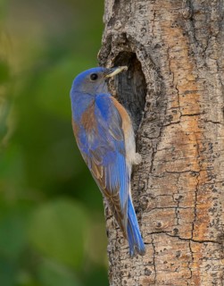Western Bluebird (Sialia mexicana) at nest cavity in the Sierra Nevada mountains of California