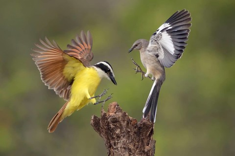 Great Kiskadee & Northern Mockingbird (Pitangus sulphuratus & Mimus polyglottos) wrangling, Texas,