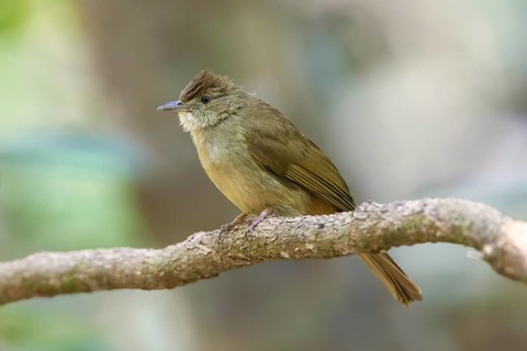 Grey-eyed Bulbul (Iole propinqua) perched on a branch, Di Linh, Vietnam