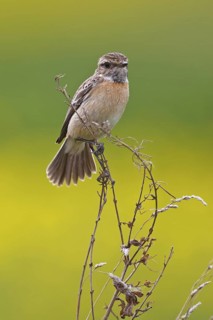 European Stonechat (Saxicola rubicola) female, Rhineland-Palatinate, Germany