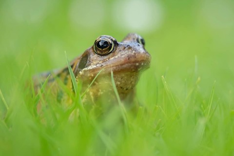 Common frog (Rana temporaria) adult amphibian on a garden grass lawn in summer, Suffolk, England,