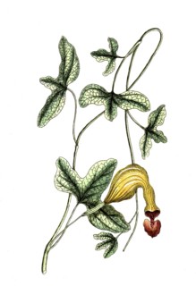 Aristotochia trilobata, Contribo or Bejuco de Santiago, digital reproduction of a historical model,