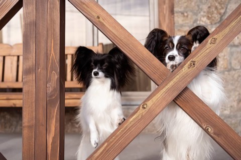 A pair of elegant papillon dogs relax on a cozy porch, their long ears and expressive faces
