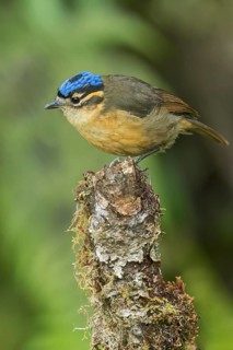 Blue-capped Ifrit (Ifrita kowaldi) perched on a branch in Papua New Guinea