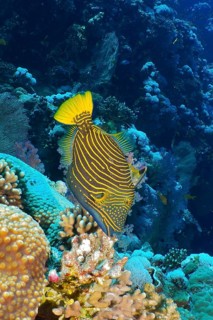 Orange-striped triggerfish (Balistapus undulatus)