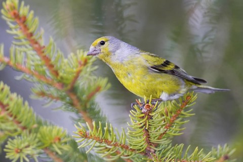 Citril Finch - Zitronengirlitz - Carduelis citrinella, Austria, adult