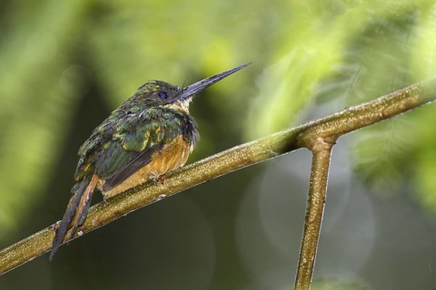 Rufous-tailed Jacamar (Galbula ruficauda) male, Bahia, Brazil