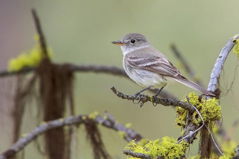 Gray Flycatcher (Empidonax wrightii) perched on a branch in central Washington State, USA